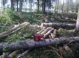 Puistohakkuu 2